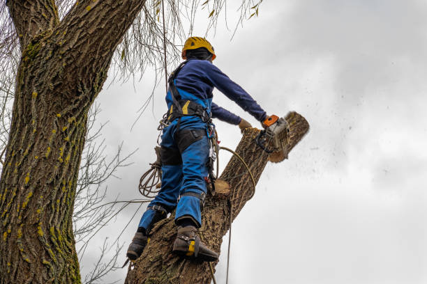 Best Aeration Services  in The Colony, TX